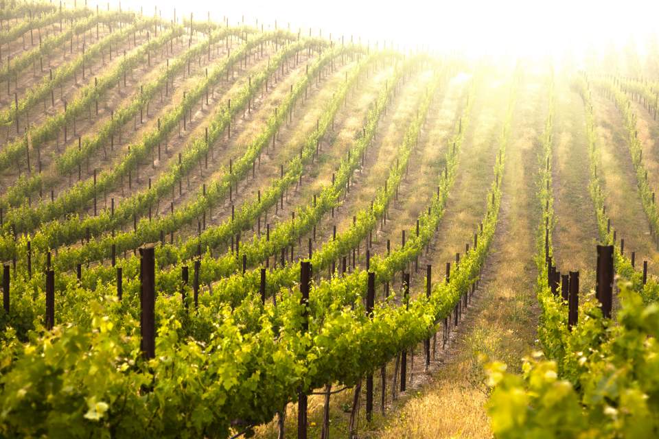 Sunset over the vineyards